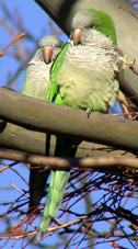 Birds and birdwtatching in Spain - Monk Parakeet & Morocco © John Muddeman