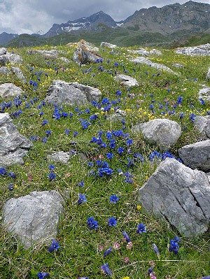 High Pyrenees landscape with Trumpet Gentians © John Muddeman