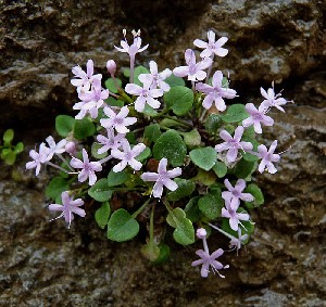 Valeriana longiflora paui © John Muddeman