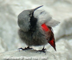 Wallcreeper – Tichodroma muraria © Santiago Villa