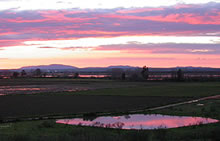 Spain - birds and birdwatching - Sunset over ricefields, Extremadura © John Muddeman